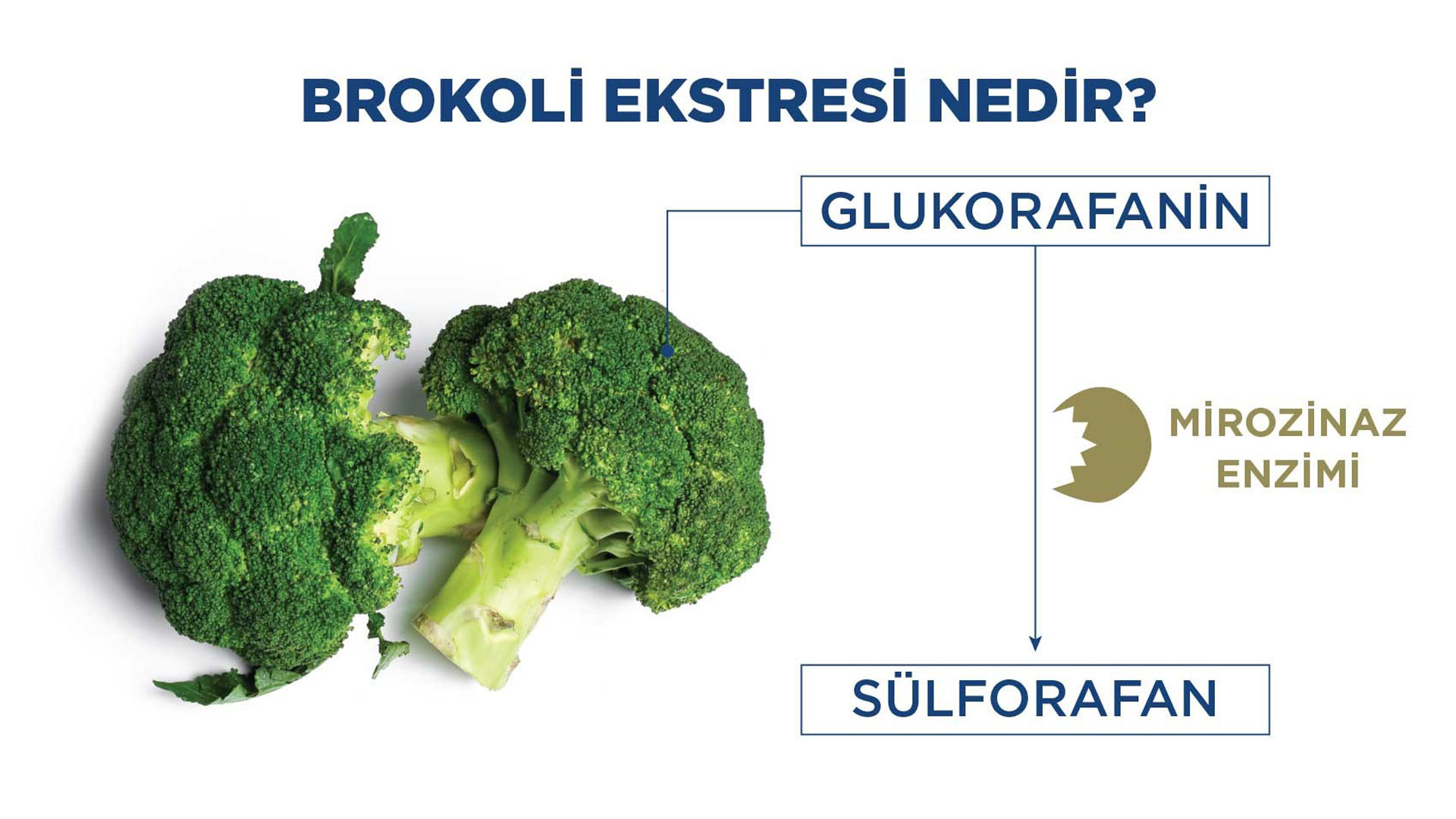 Brokoli Ekstresi Nedir? Faydaları Nelerdir? - Vitafenix