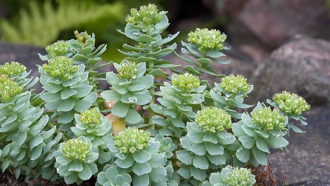 Rhodiola Kullanıcı Yorumlarından Bir Kılavuz, Rhodiola Takviyelerinde Nelere Dikkat Edilmeli?