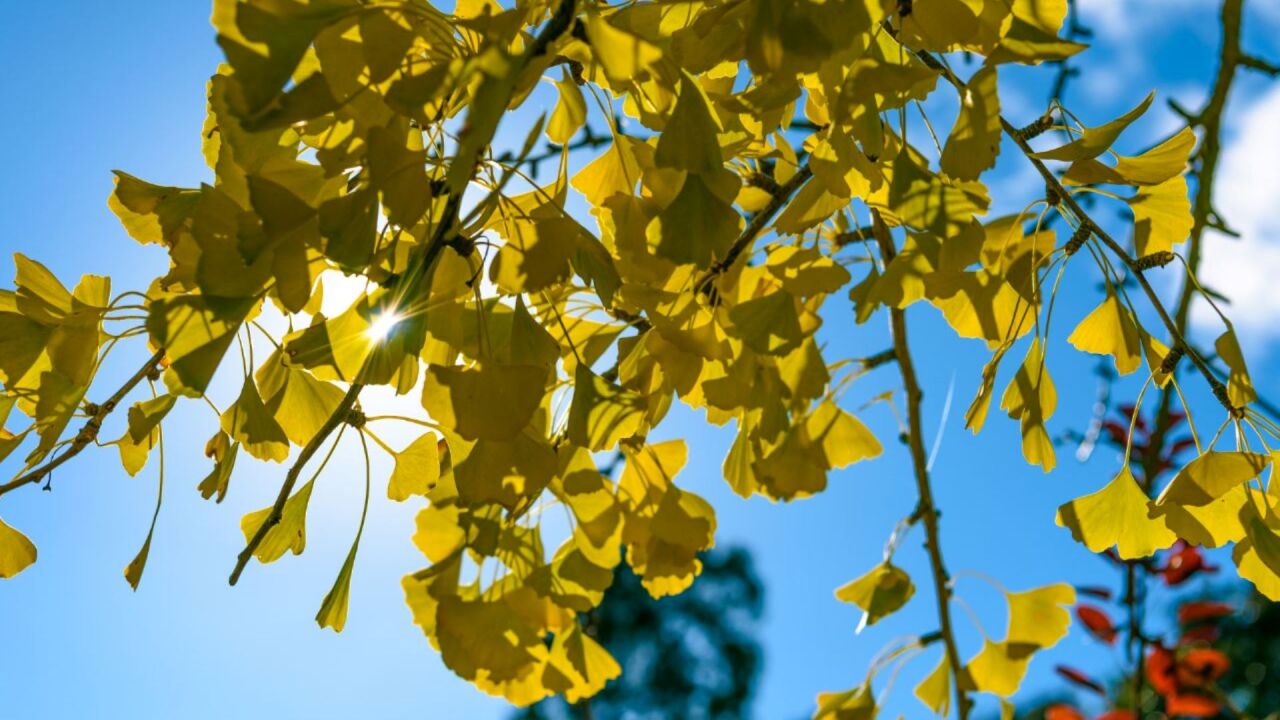 Gingko Biloba Nedir? Faydaları ve Kullanım Alanları