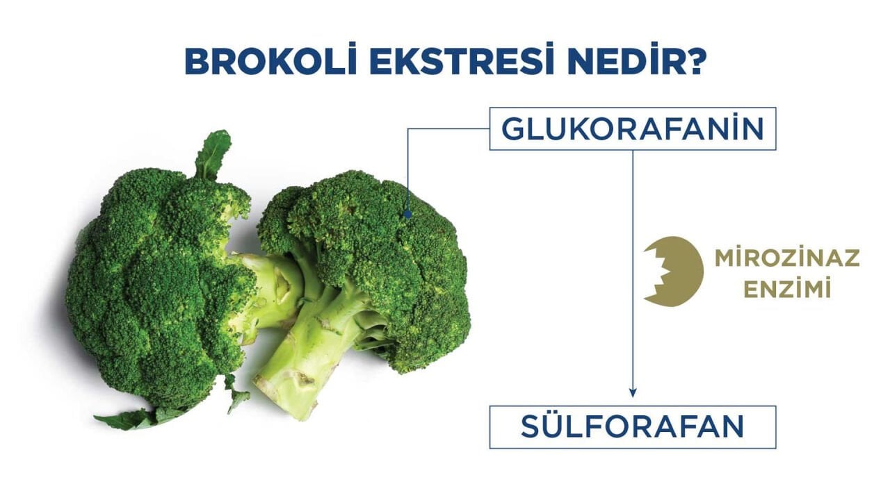 Brokoli Ekstresi Nedir? Faydaları Nelerdir?