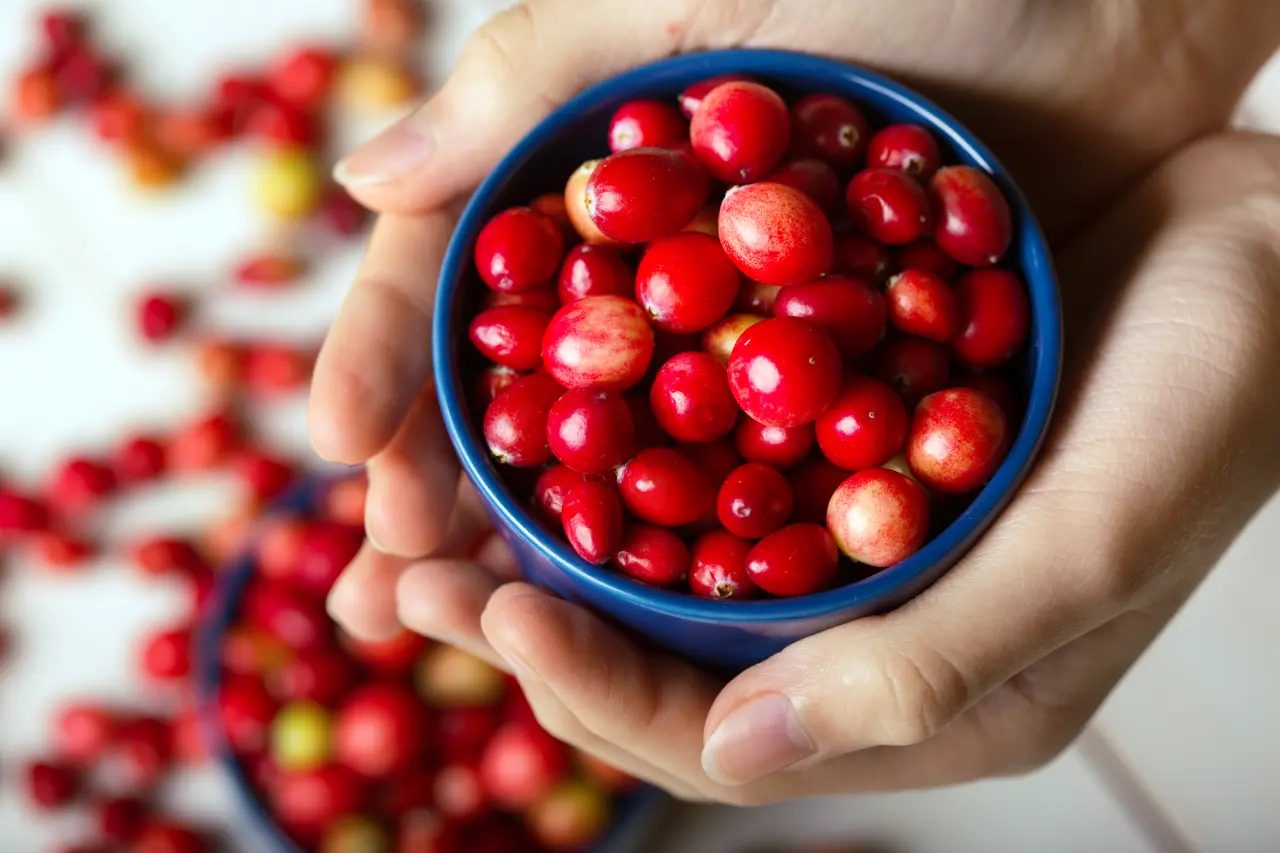Turna Yemişi Nedir? Botanik Özellikleri, Türkiye'deki Adları ve Kızılcıktan Farkı